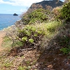 Plants: image 47 Of 62 Thumb